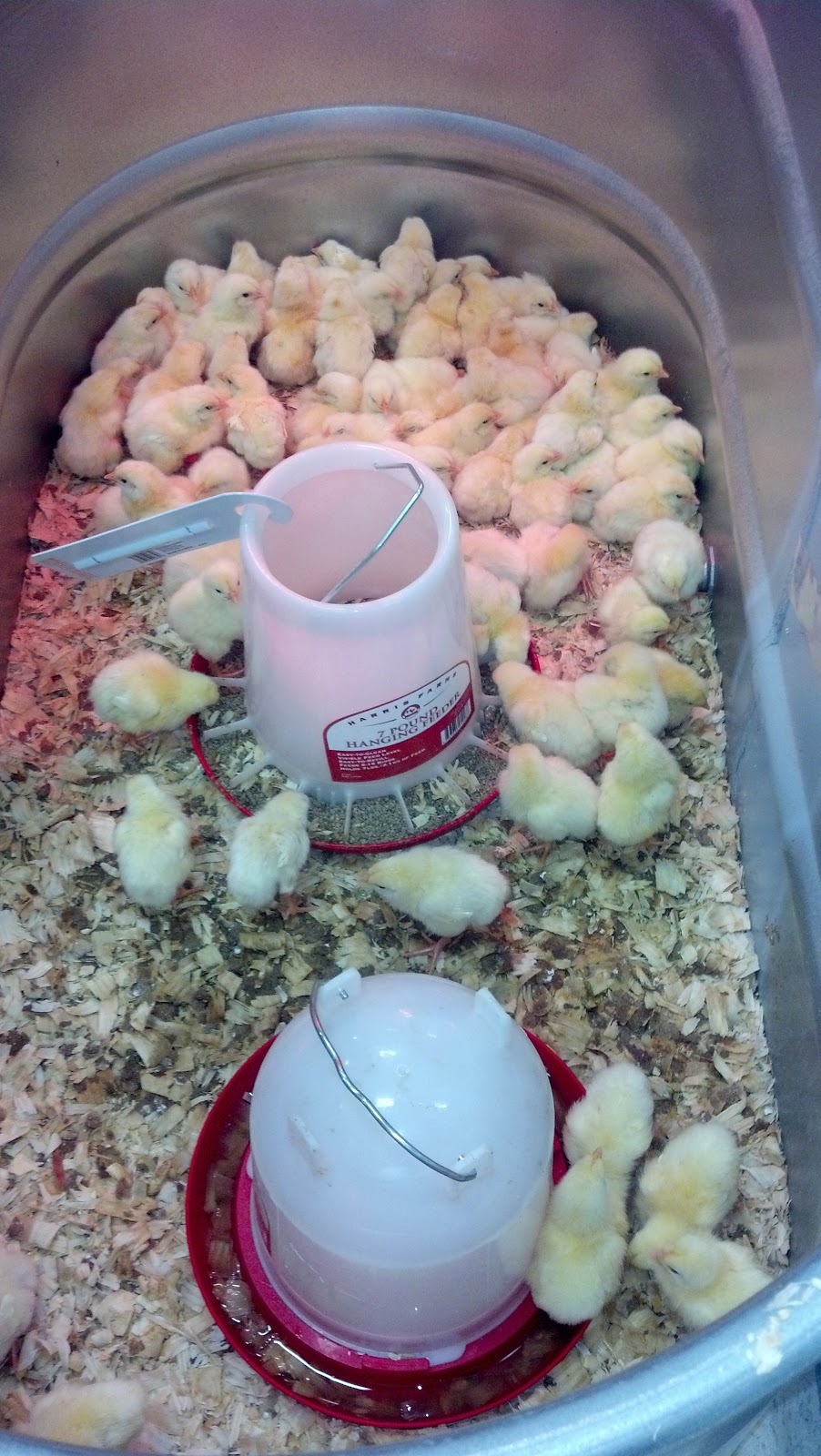 Tractor Supply "Chick Days!" Happy Days Farm