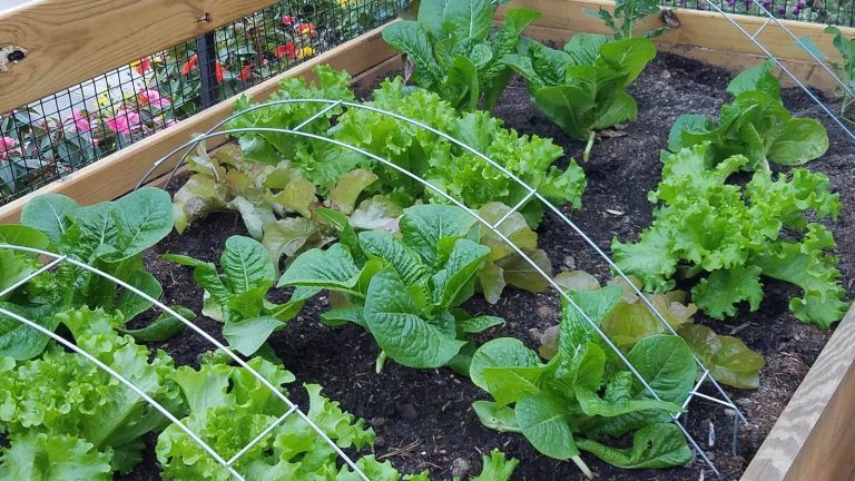 Fall/Winter Lettuce Crops, Garden Hoops, and Frost Quilts