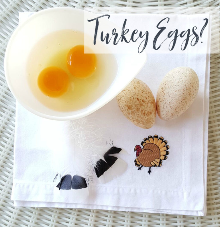 Can You Eat Turkey Eggs?