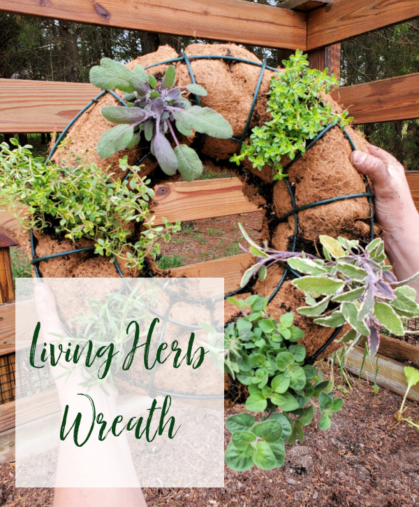 A Living Wreath Project DIY