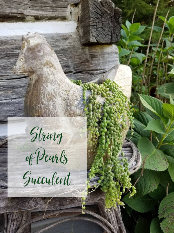 An Easy to Grow Succulent: String of Pearls