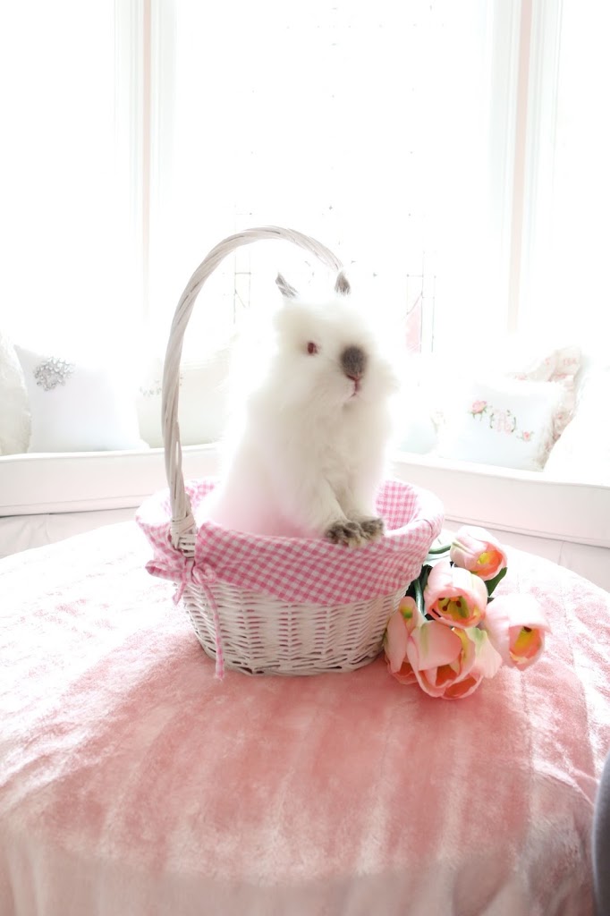 Help! Ten Ways To Care For My New Easter Bunny