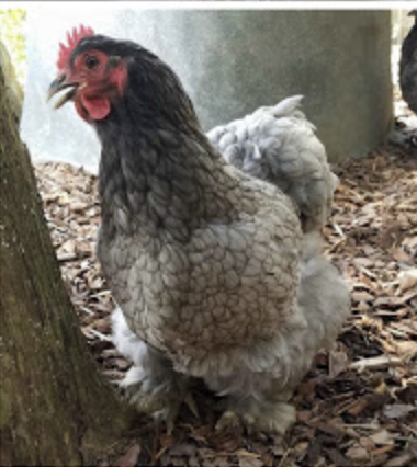 Preventing Heat Exhaustion in your Backyard Chicken Flock