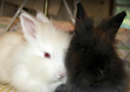 My Rescue Rabbits: CoCo and Chanel