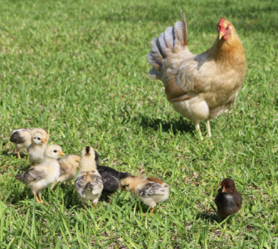 Wild, Feral Chickens in Bermuda? Yes!