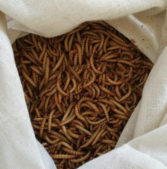Live Rainbow Meal Worms for Chickens