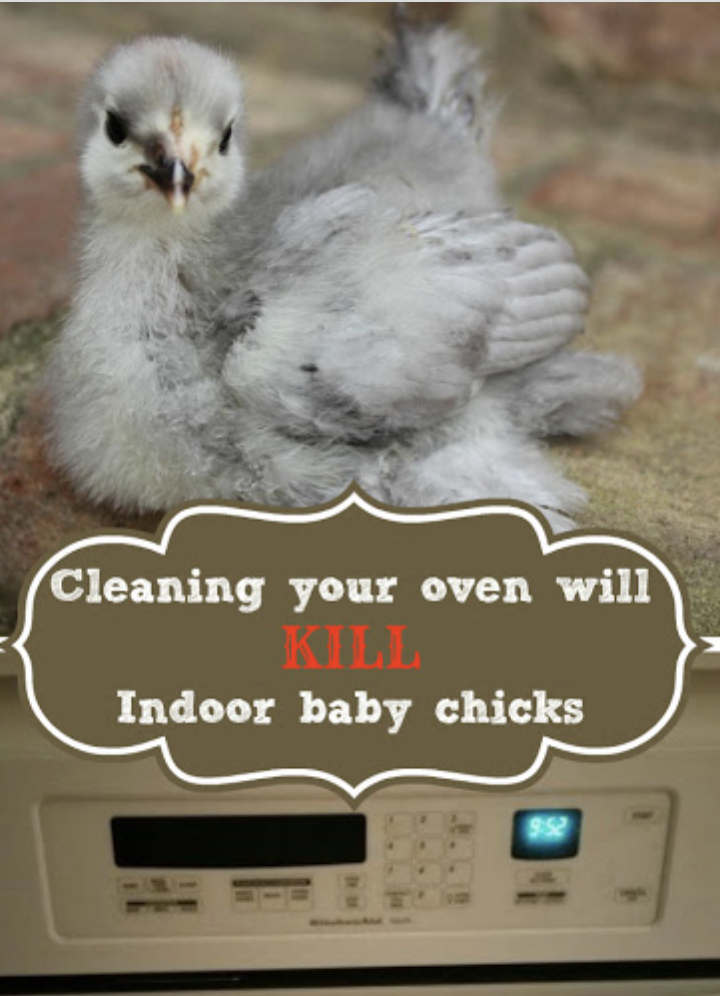 Oven Cleaning and Chicks: A Lesson Learned the Hard Way