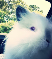 Traveling with your Rabbit
