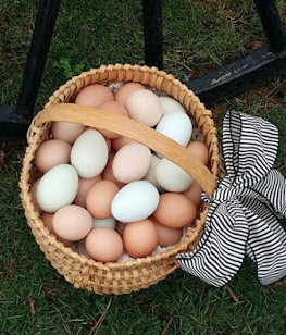 Why Chickens Begin Laying More Eggs In Spring