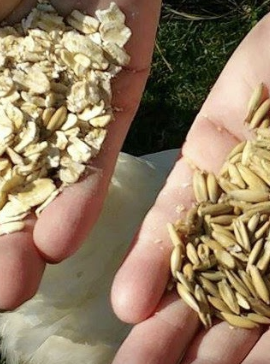 Whole Oats versus Rolled Oats