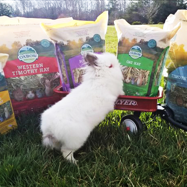 Hay in a Rabbit’s Diet- Oxbow Animal Health