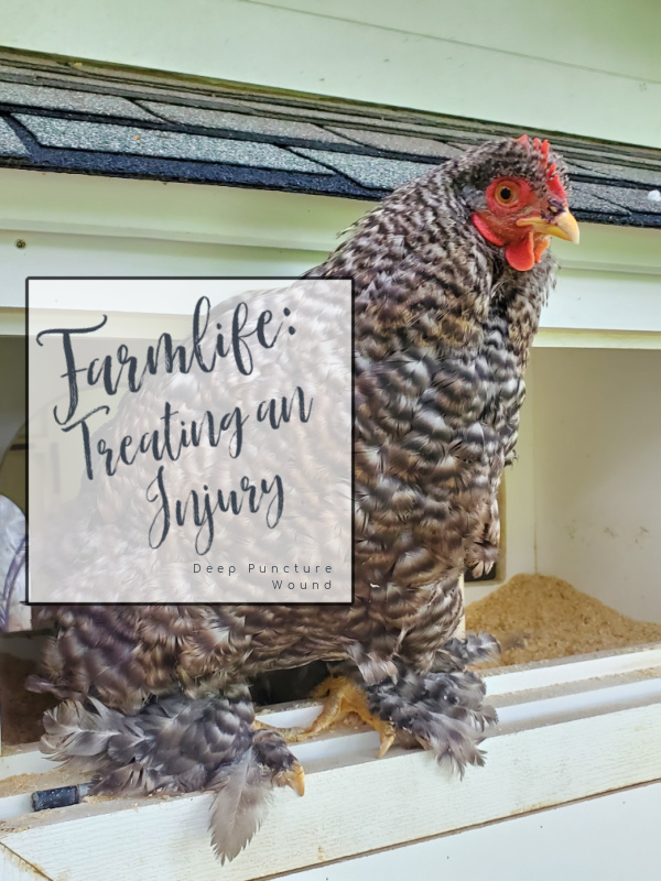 Treating a Chicken Injury Naturally