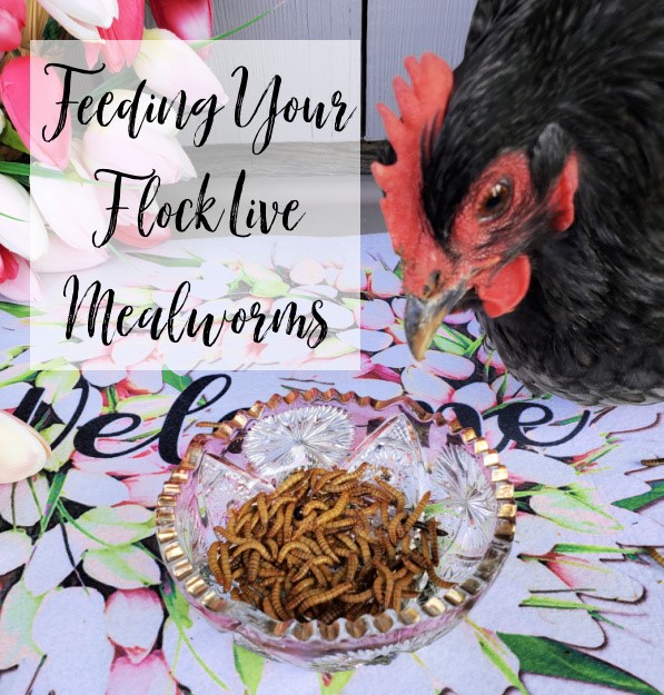 Feeding Your Flock Live Mealworms