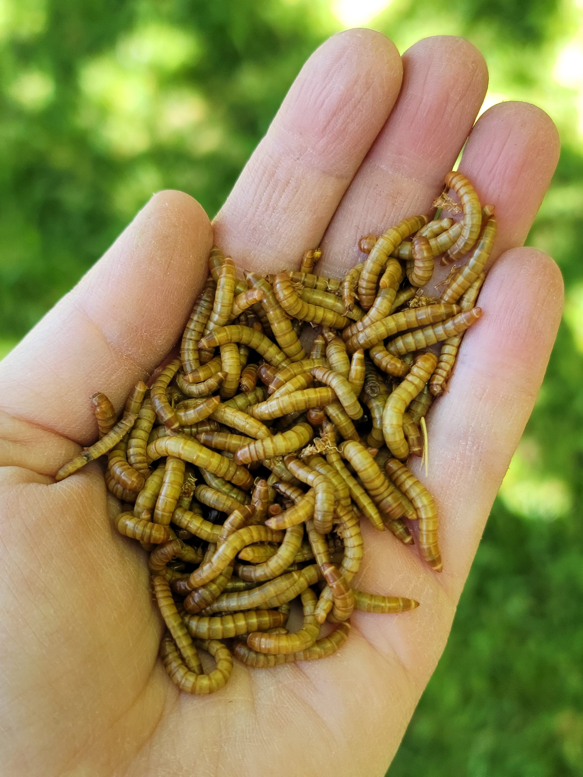 download mealworms near me