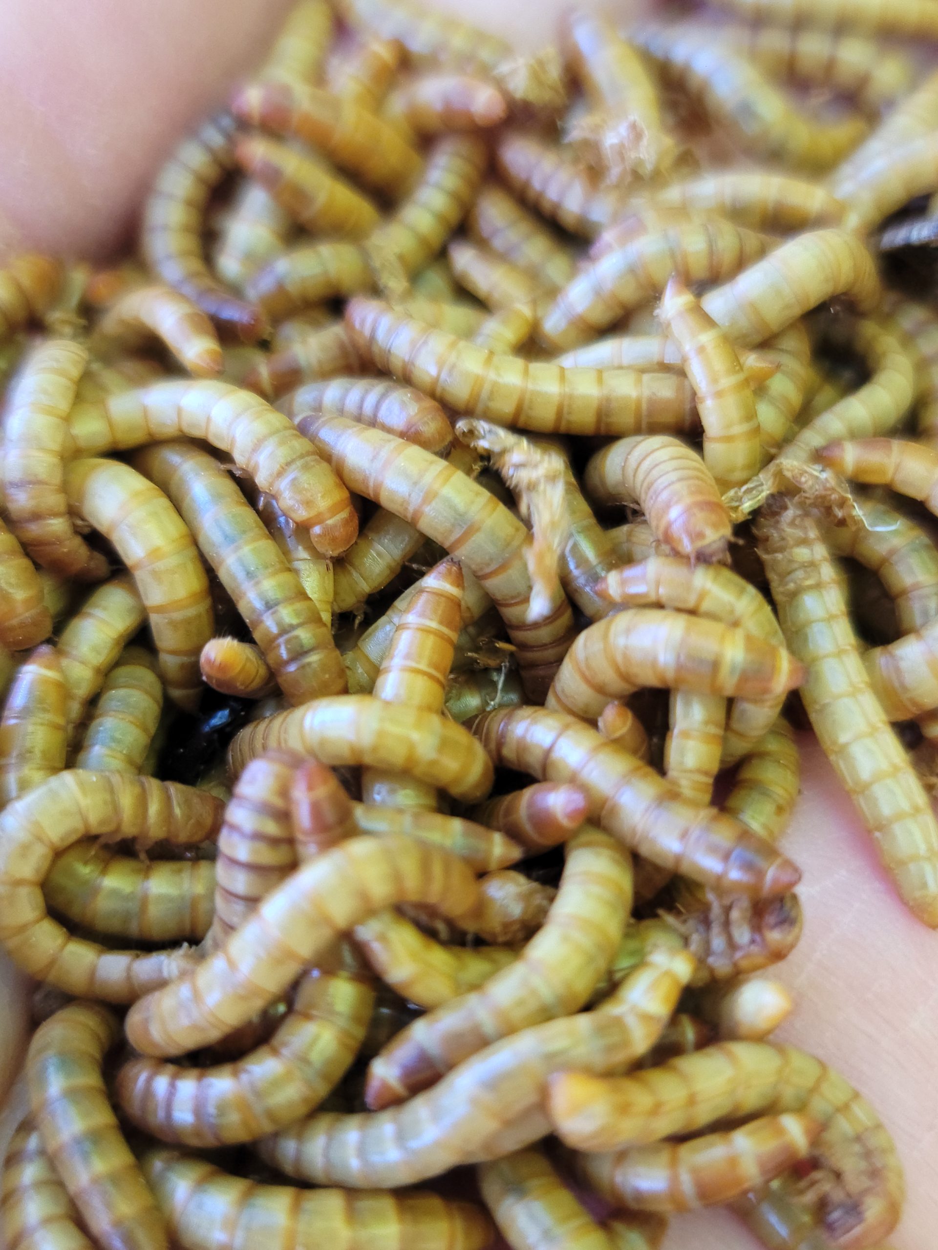 Feeding Your Flock Live Mealworms – Happy Days Farm