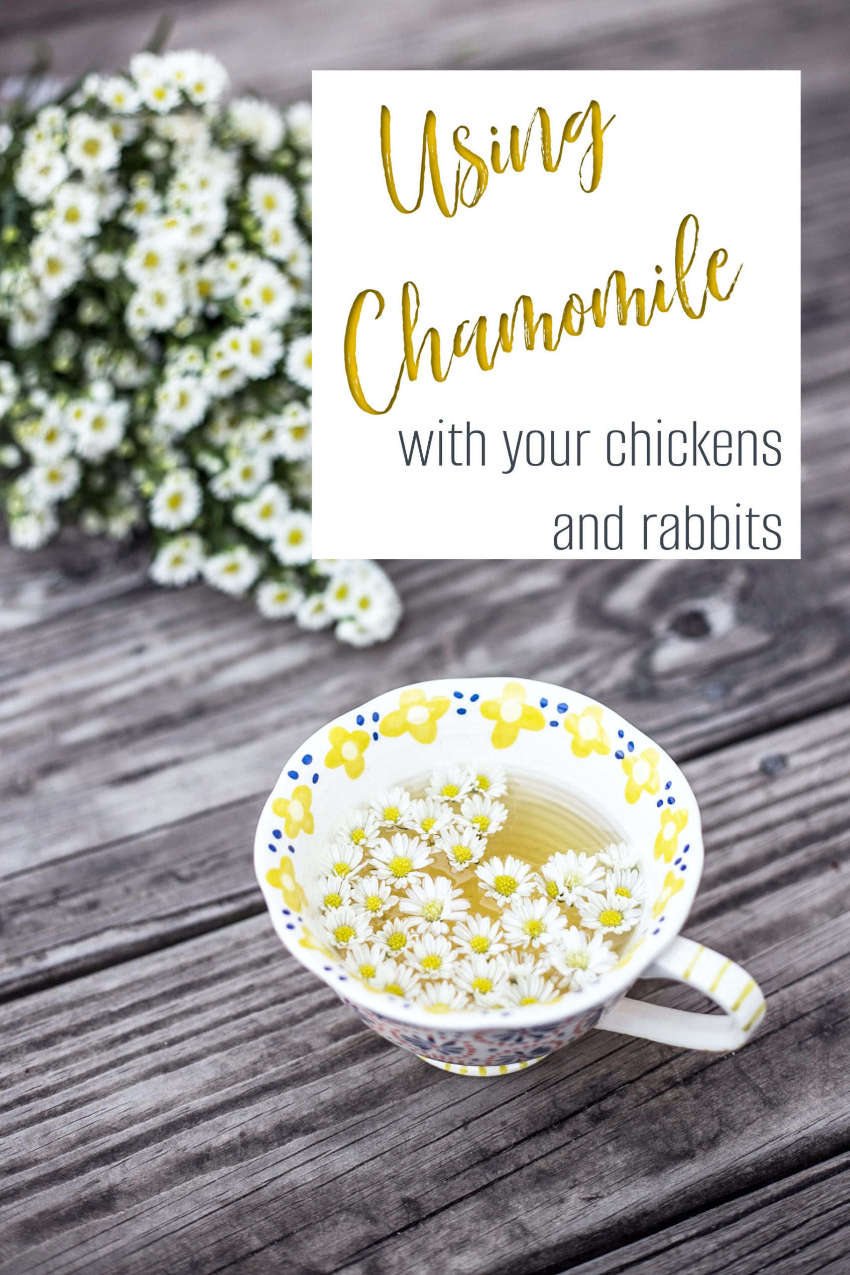 Using Chamomile With Chickens and Rabbits